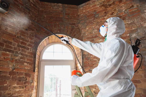 Trusted Kennedy, CA Mold Removal Experts